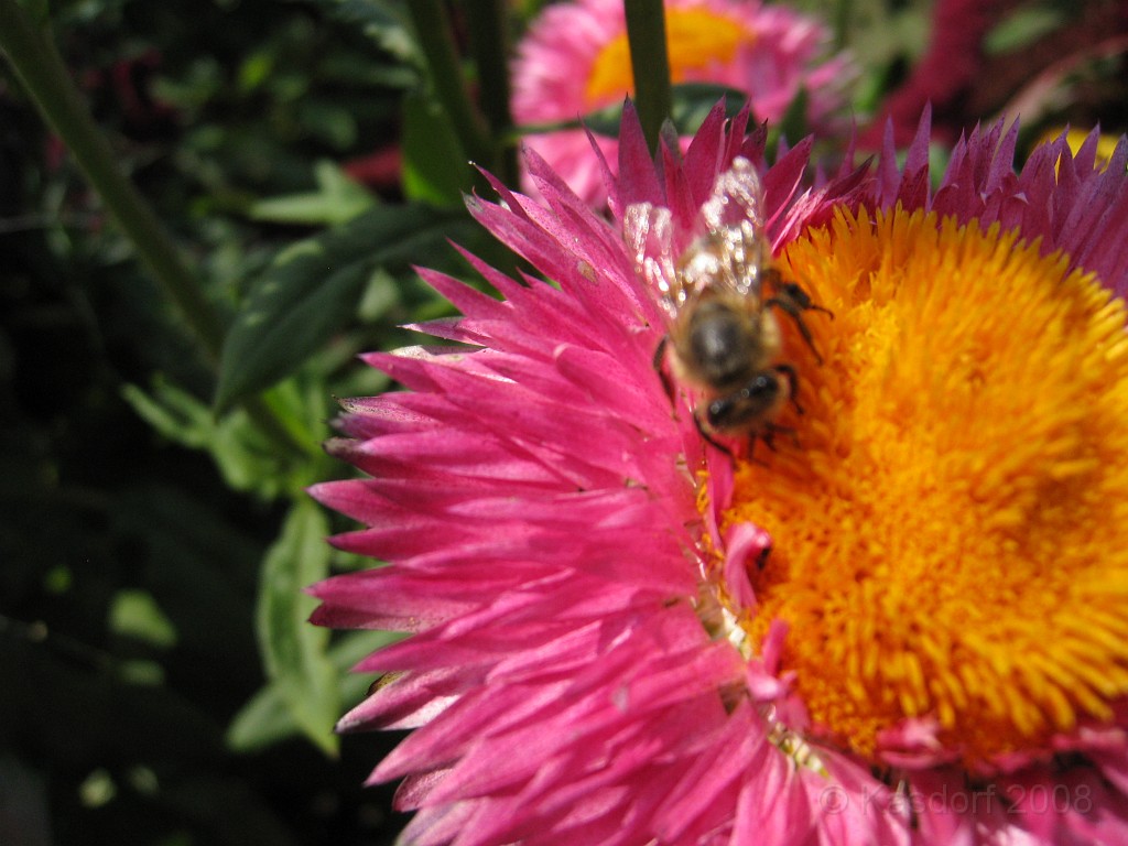Michigans West Coast 2009 1675.jpg - Labor Day 2009. A trip along Michigans west coast to see beachs, art and buffets.